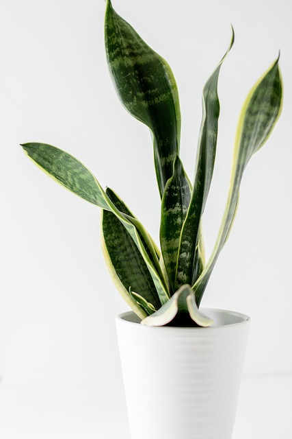 snake plant, plant, plant pot