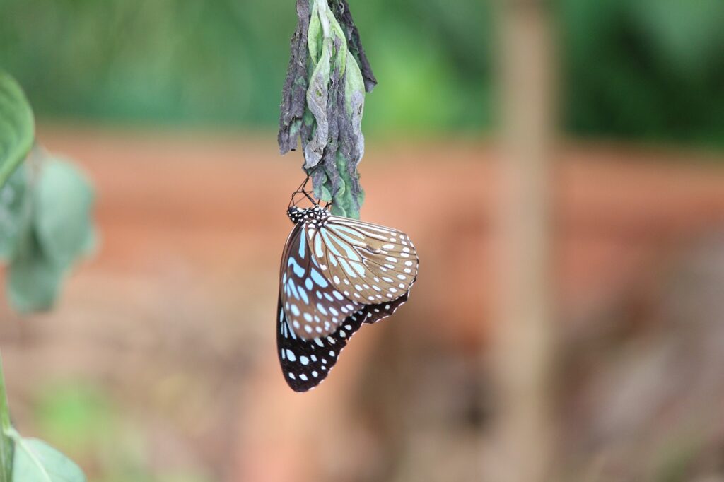 butterfly, butter fly, beautiful flowers